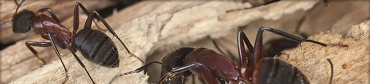 Close-up of ants on wood showing an active ant infestation in Spokane, WA