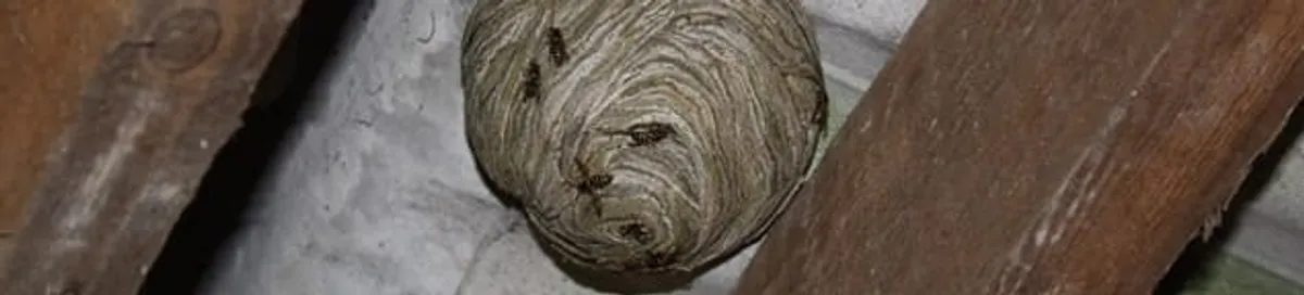 Wasp nest in an attic space, a common home infestation risk in Spokane, WA