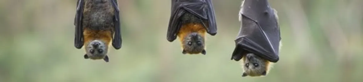 Bats roosting together, a common sign of a bat infestation in Spokane, WA