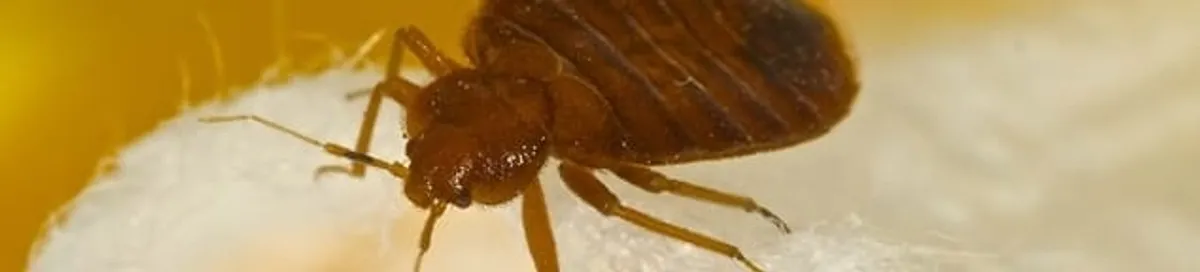 Close-up of a bed bug, a sign of an active infestation in Spokane, WA