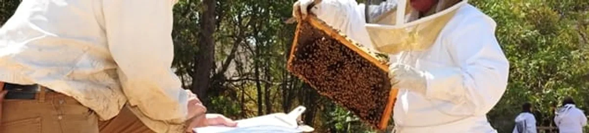 Bee removal specialists relocating a hive and honeycomb safely in Spokane, WA
