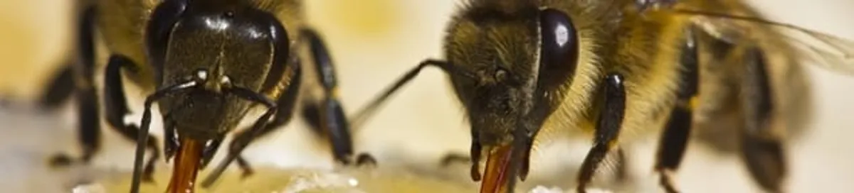 Close-up of honey bees, a sign of a nearby hive in Spokane, WA