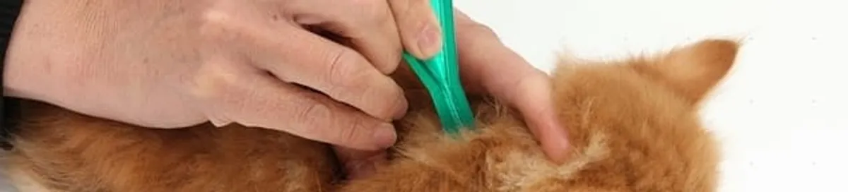 Flea treatment for pets using a flea comb, a sign of flea problems in Spokane, WA