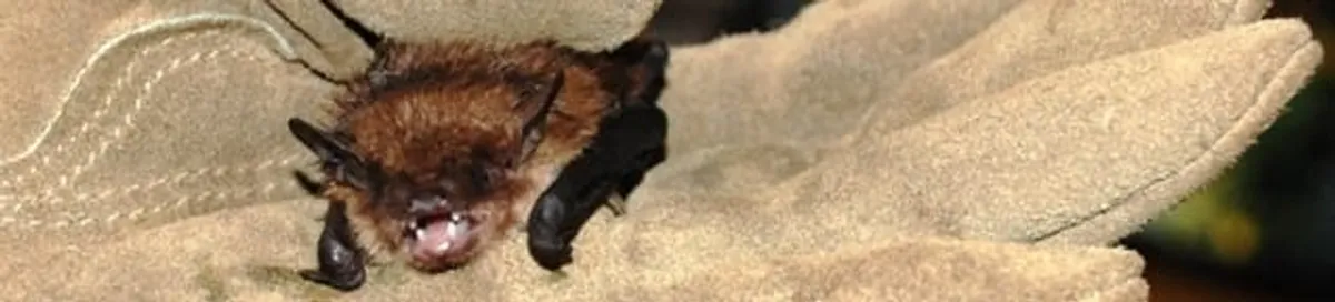 Bat removal specialist holding a bat safely during humane exclusion in Spokane, WA