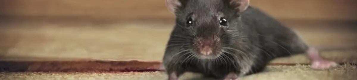 Mouse indoors, a common sign of a rodent infestation in Spokane, WA