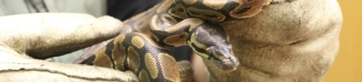 Snake removal specialist safely handling a snake with protective gloves in Spokane, WA