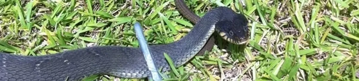 Snake in a yard, a common sign of a snake problem near a home in Spokane, WA