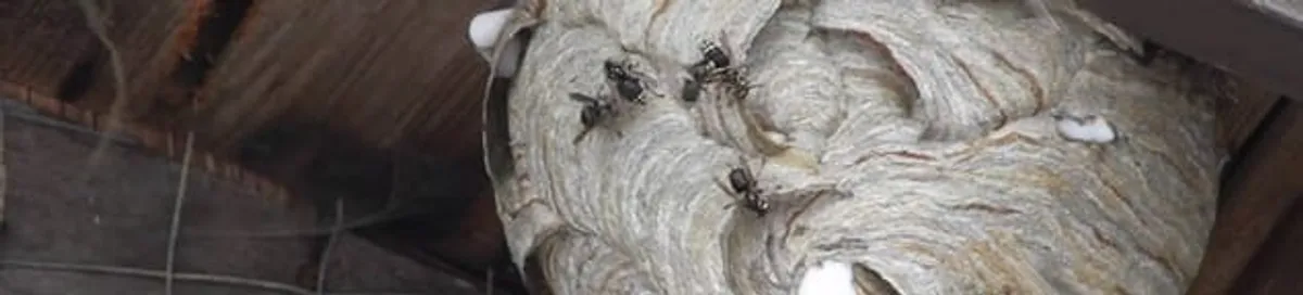 Close-up of a wasp nest with active wasps, a sign of an infestation in Spokane, WA